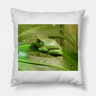 Red-eyed Tree Frog Pillow