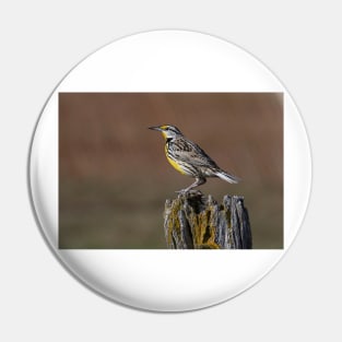 Eastern Meadowlark Pin