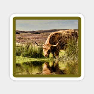 Highland Cow Magnet