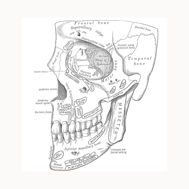 Antique Anatomy Papers Neck Gator Human Skull Anatomy by DANPUBLIC