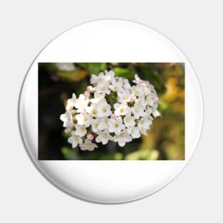 Burkwood Viburnum Pin