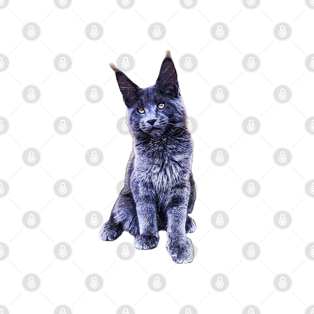 Maine Coon Blue Kitten Gorgeous Cat by ElegantCat