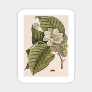 Cucumber tree (Magnolia acuminata) (C010/8074) Magnet