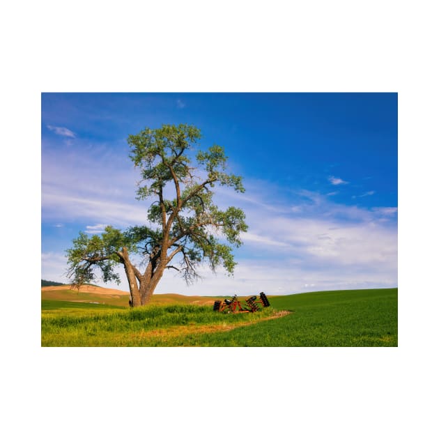 Lone Tree in the Palouse by jforno