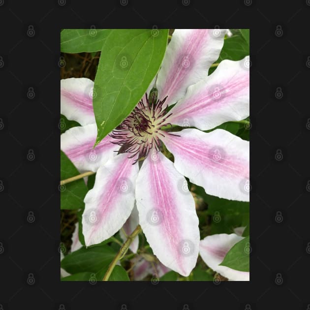 Shy Pink Clematis by Photomersion