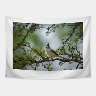 Black Crested Titmouse Little Beauty Tapestry