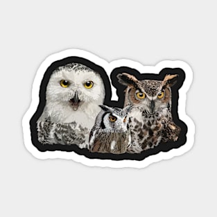 Scops owl and owls Magnet