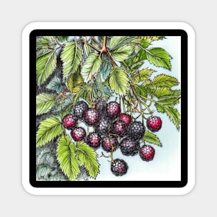 Blackberry drawing Magnet