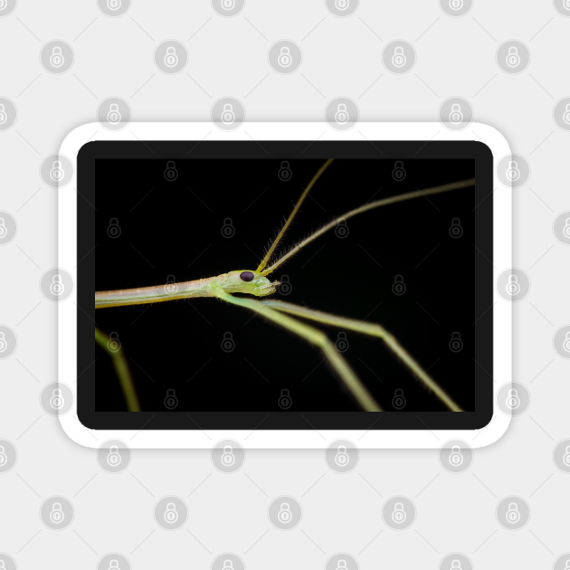 A tiny stick insect nymph with a slightly transparent body Insect