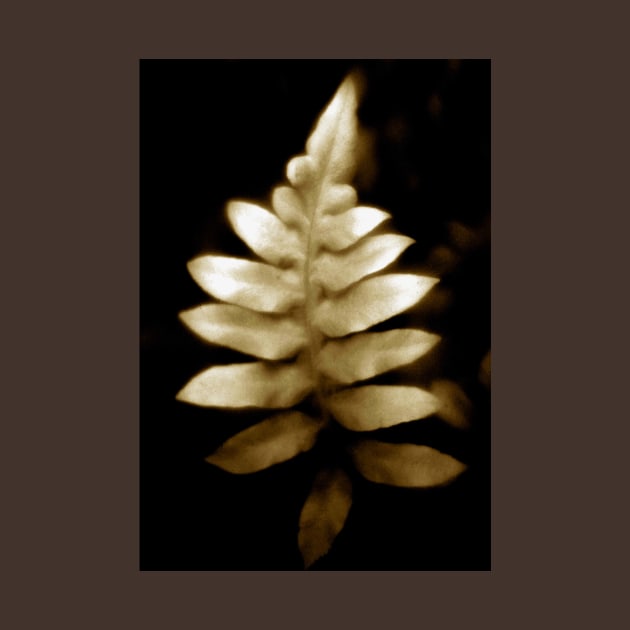 soft focus fern by lastgasp