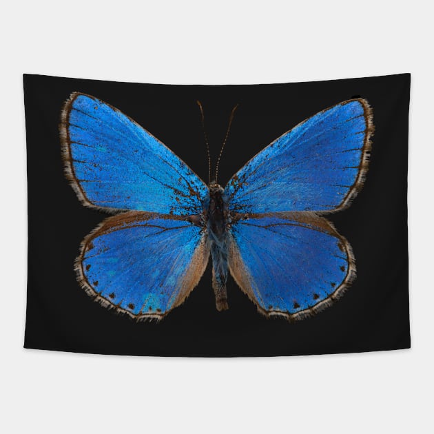 Special Blue Butterfly | Entomology Lover Tapestry by gronly