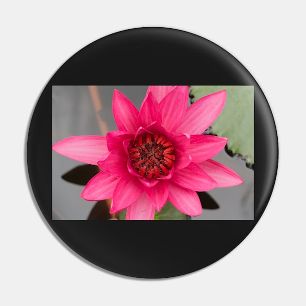 lotus Pin by likbatonboot