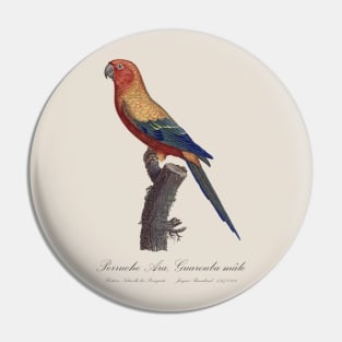 Sun Parakeet or Sun Conure / Perruche Ara, Guarouba male - Jacques Barraband 19th century Illustration Pin