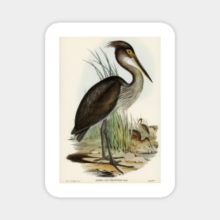 Great Billed Heron. Elizabeth Gould Magnet