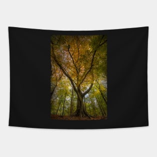 Beech Trees Tapestry