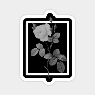 Mysterious rose Magnet