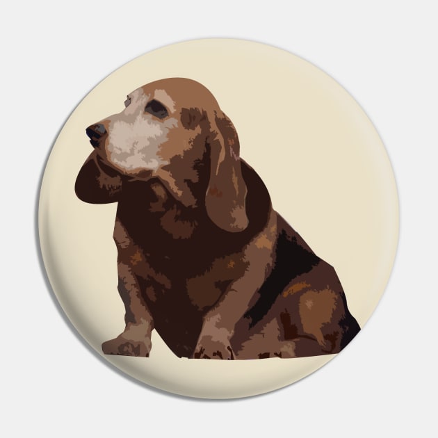Chocolate Basset hound