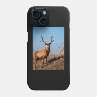 Red deer stag stares at the camera Phone Case