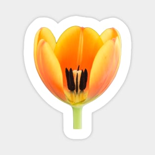 Close-up of a orange-yellowish tulip Magnet