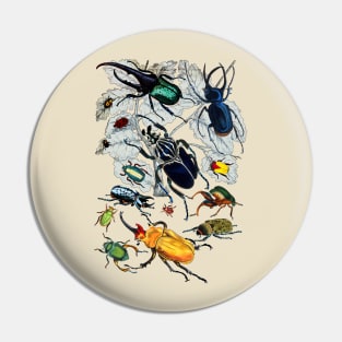 Coleoptera Beetles and Weevils J Mayson Natural Pin