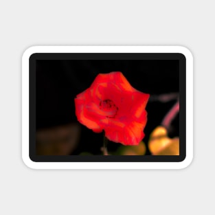 Blur orange rose blossom Magnet
