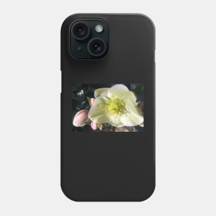 Radiant Heart of the Tender Winter Hellebore Phone Case