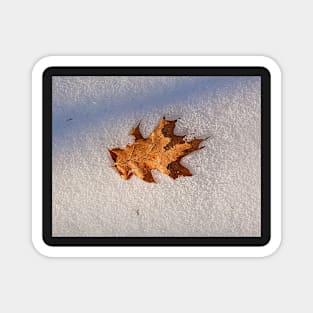 Just another fallen leaf Magnet