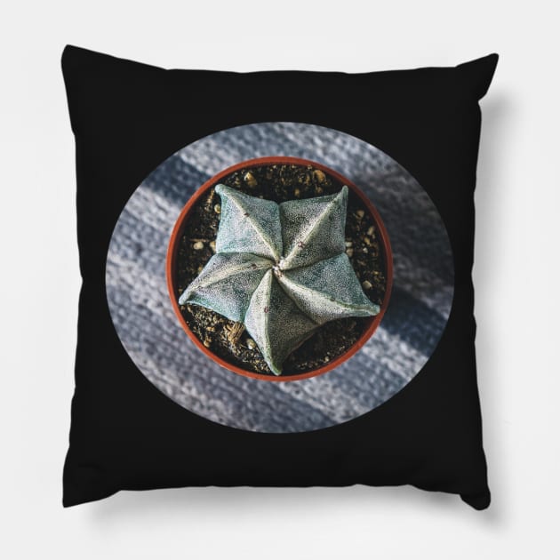 Astrophytum myriostigma a.k.a bishops cap cactus Pillow by Robtography