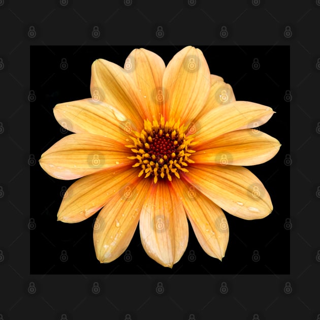 Orange Flowering Dahlia - Small Flowers by Russell102