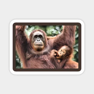 Are You Looking At Us?? Orangutans, Sepilok, Borneo Magnet