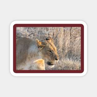 Namibia. Etosha National Park. Queen Lioness. Magnet