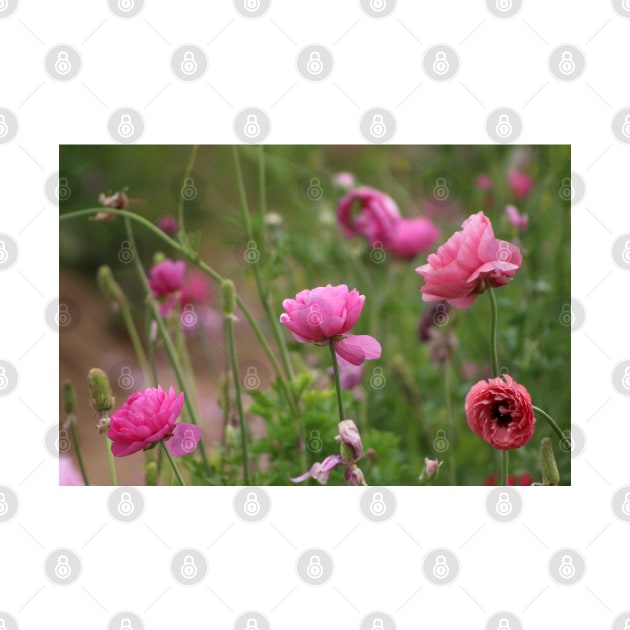 Fuchsia Ranunculus by ButterflyInTheAttic