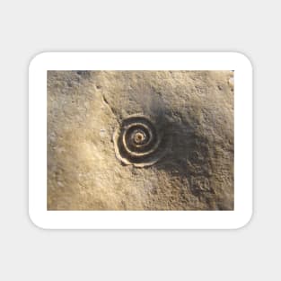 Fossil of a Spiral Shell in Stone Magnet