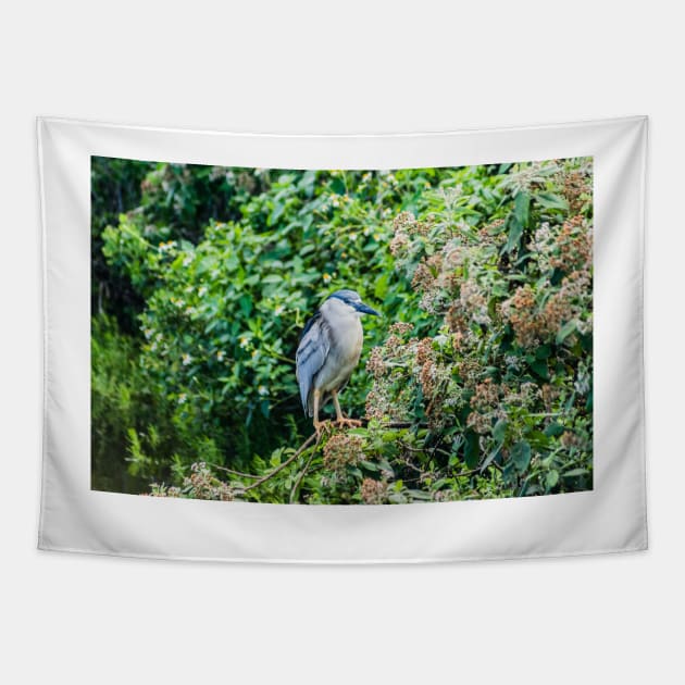 Black-crowned night heron of Honolulu 2 Tapestry by KensLensDesigns