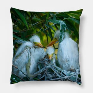 Three Great White Egret Chicks on the Nest. Cute baby birds. Pillow