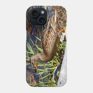 Female Duck on the Shoreline. Phone Case