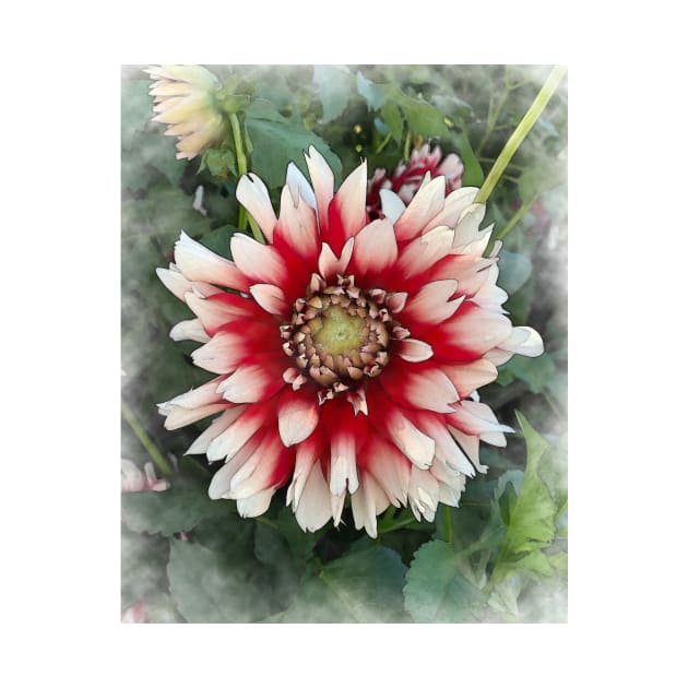 Dahlia Bloom Of Soft Red And White by KirtTisdale