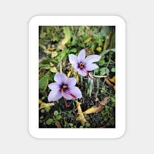 Saffron flowers Magnet