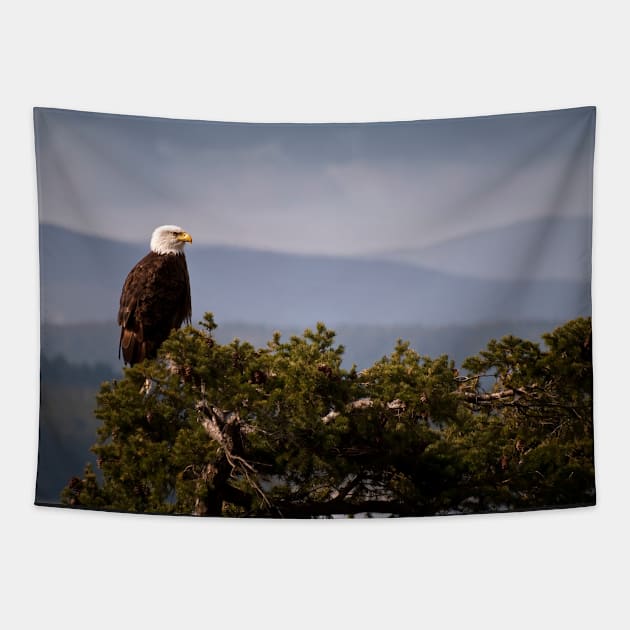 Mature Bald Eagle on Fir Tree Tapestry by naturediver