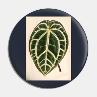 Anthurium crystallinum - L'illustration horticole - Botanical Illustration Pin