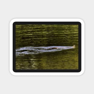 Norfolk Broads swimming snake  card Magnet