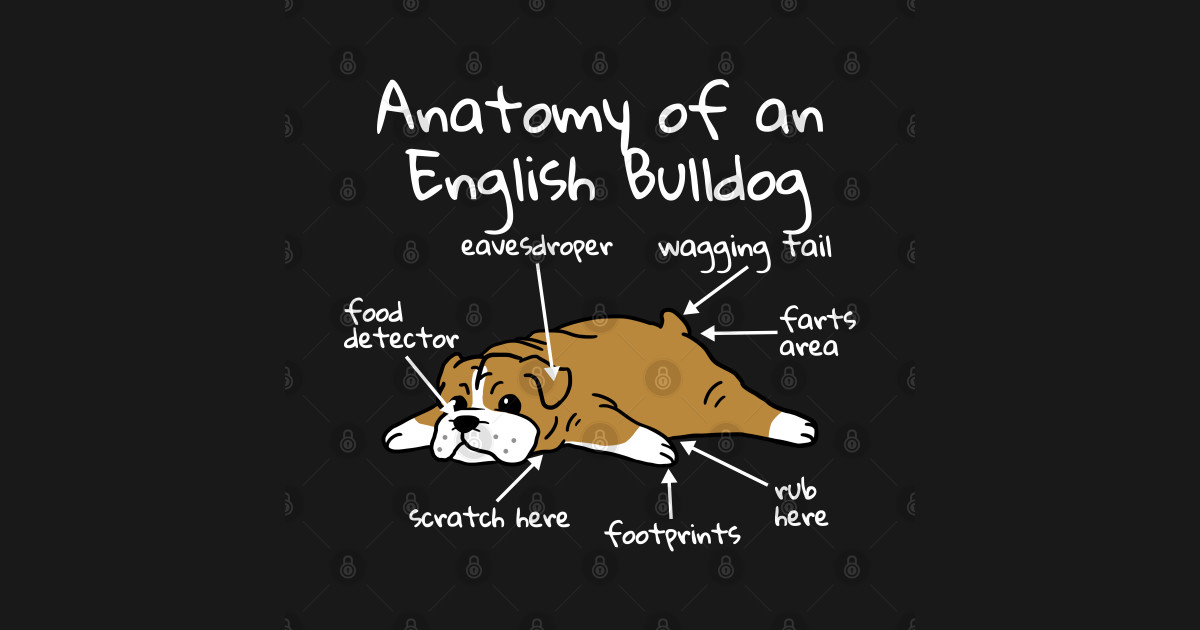 Anatomy Of A English Bulldog English Bulldog TShirt TeePublic