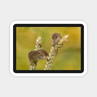 harvest mice on corn Magnet