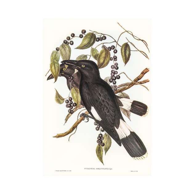 Great Crow-Shrike by WAITE-SMITH VINTAGE ART