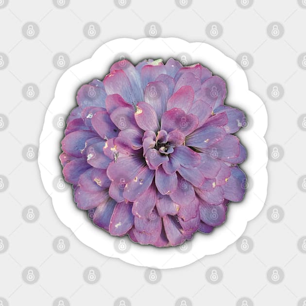 Purple Flower on the Edge of Decay - Photograph Art - Digital Image Cut-out into a fun graphic perfect for stickers, notebooks, greeting cards, pillows and more Magnet by cherdoodles