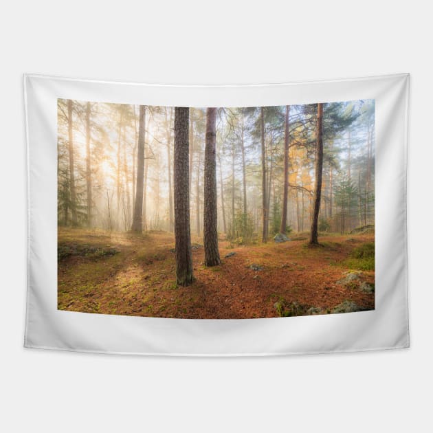 Foggy morning sun light forest Tapestry by Juhku