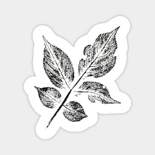 Leaf Elder (Sambucus) IMPRINT Magnet