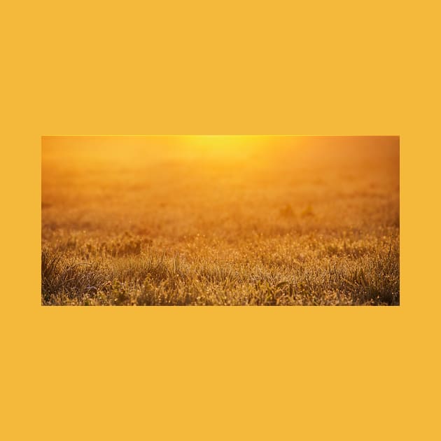 Sunrise Panoramic Spring background by 1STunningArt