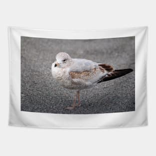 Ring Billed Gull Tapestry