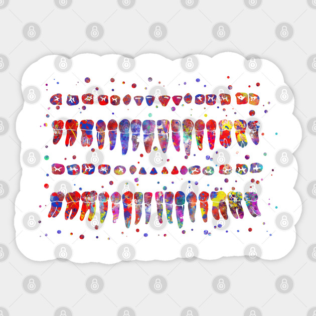 Human Teeth Diagram Anatomy Sticker Teepublic